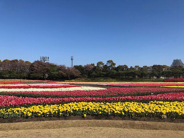 画像: なばなの里・チューリップまつりもお伝えしました。