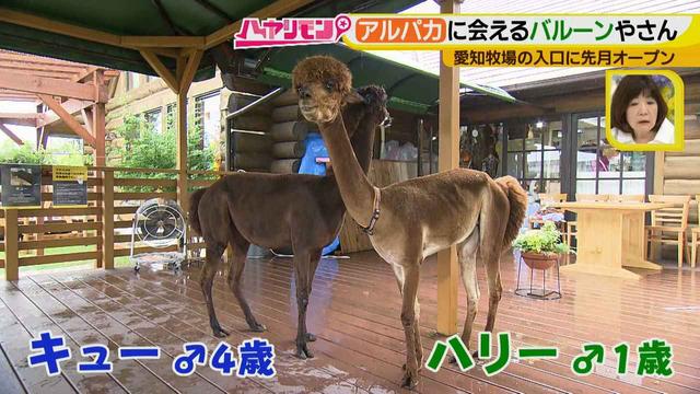 画像6: 夏のおでかけ最新情報! あの動物と会える新スポット