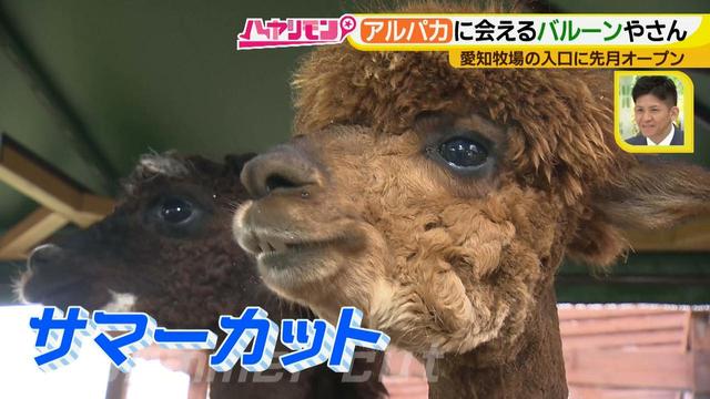 画像8: 夏のおでかけ最新情報! あの動物と会える新スポット