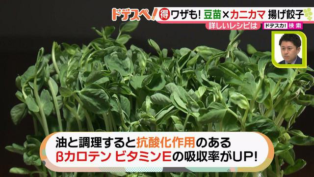 画像7: 野菜の価格高騰にも負けない! コスパ&栄養抜群、簡単おいしい揚げ餃子レシピ♪