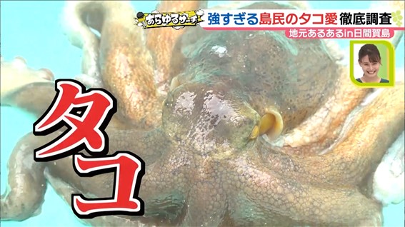 画像2: 日間賀島で愛される「タコ」に注目！