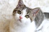 画像: ネコジャラシでじゃらしながら、カメラ目線になった瞬間をハイアングルからパチリ! ■キヤノンEOS 7D EF-S 17-55mmF2.8 IS シャッター速度優先AE (1/250秒)WB:オート ISO800