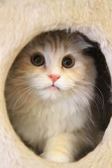 画像: キャットタワーの穴の中で、ネコの瞳が大きくなった瞬間を撮影。 ■キヤノンEOS 7D EF-S 17-55mmF2.8 IS シャッター速度優先AE (1/320秒)WB:オート ISO4000