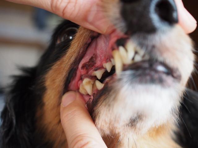画像: 全身麻酔にて抜歯&歯垢除去をクリアした勇敢な老犬