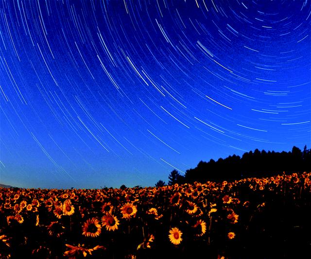 画像: 足元に広がるひまわり畑と夜空に広がる星空とのコラボレーションも圧巻だ