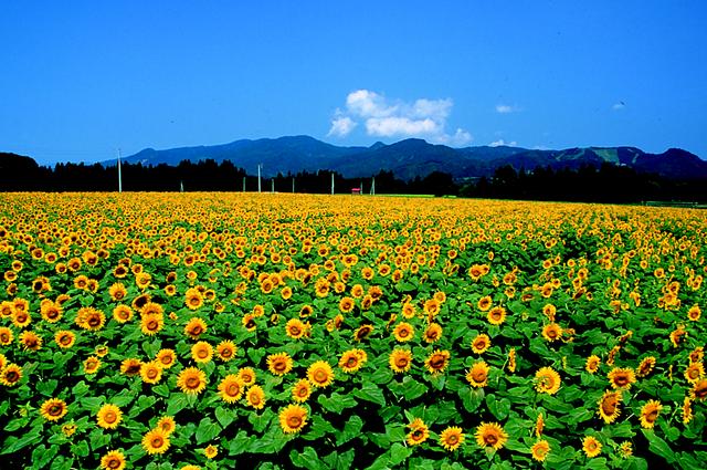 画像: 一面のひまわり畑。なんと約50万本。