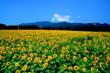 画像: 一面のひまわり畑。なんと約50万本。
