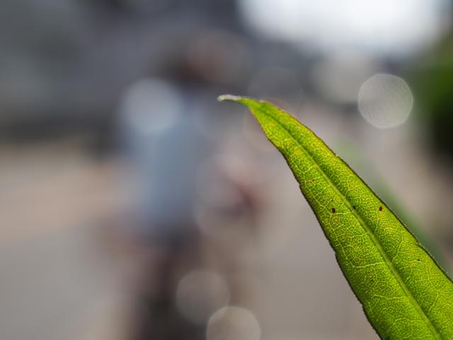 画像: やっとブレずに撮れた1枚。どうやっても背景は大きくボケるので、背景が「傘を差したおばあさん」でも「走り行くバイク」でも関係なくなる。