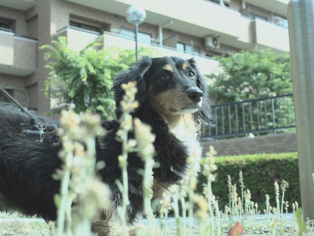 画像: アートフィルターでゴマカす。