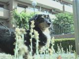 画像: アートフィルターでゴマカす。
