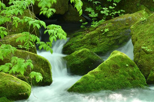 画像: 奥入瀬渓流で水の表情と新緑を捉えてみました