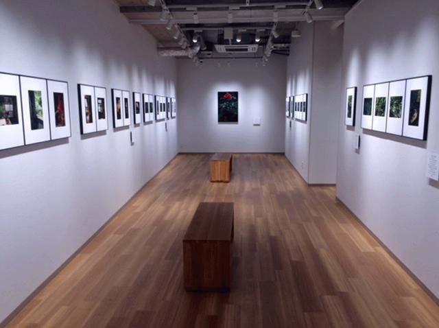 画像2: 公文健太郎写真展 『英さんのバラ-愛され続けた家と庭』