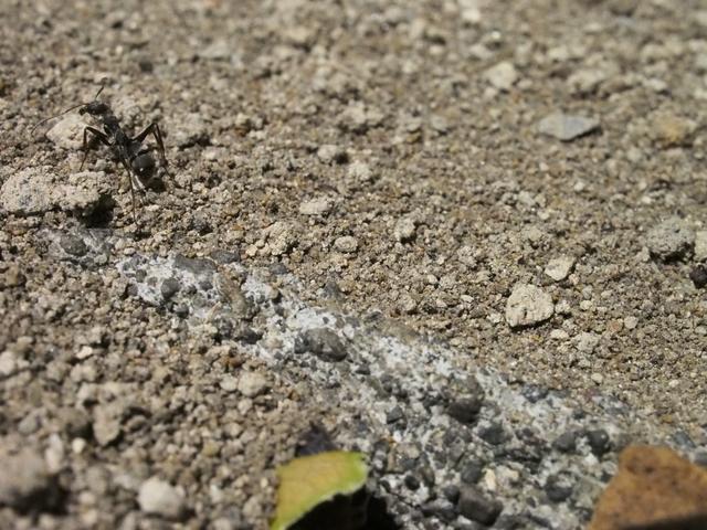 画像: このくらい上から撮ると、ピントの幅もまだあります。んでもこの背景じぁねー。