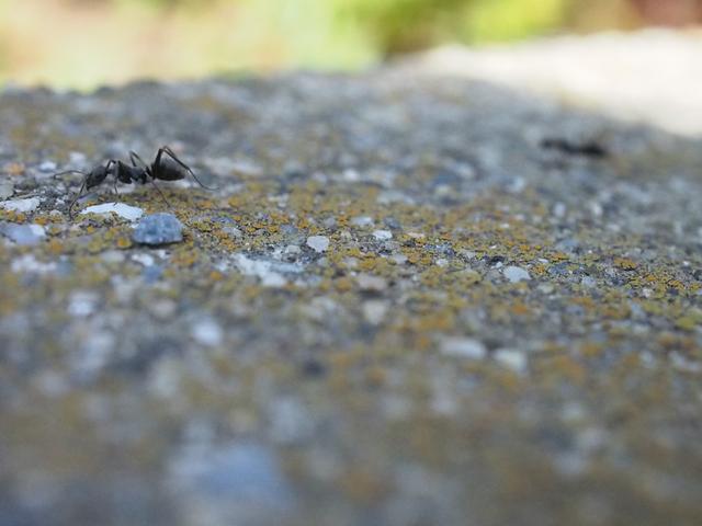 画像: 被写界深度の狭い帯を偶然横切ってくれた…ものの拡大するとこれもダメ。