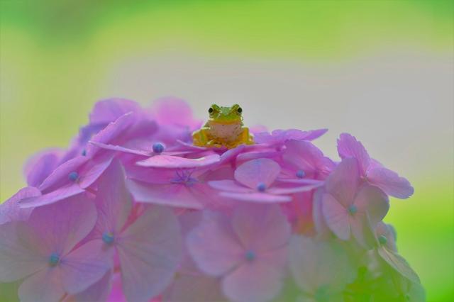画像: ▲撮影者:Toshikazu Tanikawa、タイトル「癒やしの神様」、カメラ:フジX-Pro1、レンズ:フジノンXF60mmF2.4 R Macro