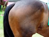 画像: まあ、なんと細密な描写なんでしょう! 12-100mmF4 IS PROってば!! が、世の中の大半の人は馬のオシリなんかまじまじと見たことはない。