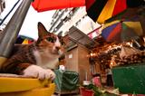 画像: ▲香港の屋台の前でくつろいでいる猫を撮る。最短撮影距離がズーム全域で0.22mなのでグッと寄って遠近感を強調して撮影できる。これだけ寄っても背景を広く入れられるのも本レンズの魅力だ。
