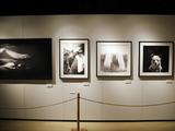 画像: モノクロ作品も絶品です。動物たちの色と温もりを感じるのです。