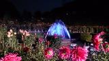 画像: ライトアップされた月夜のダリア園