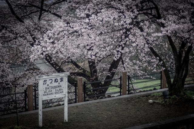 画像: 小・中・高校生の部 大賞 「勝沼の桜」岡優成様(千葉県・14歳)