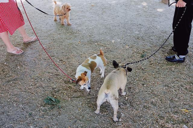 画像: ▲顔をスパっと切り取ってフレーミングすることで、かえって犬と飼い主の関係を想像できるようにしてみた。犬を繋ぐリードの色が飼い主の服の色と同じなのが面白い。■ 23mmF2 絞りF2.8 ISO800