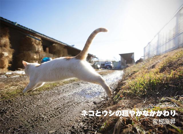 画像: ▲曽根原昇さんの「ネコとウシの穏やかなかかわり」。 mm-style.jp