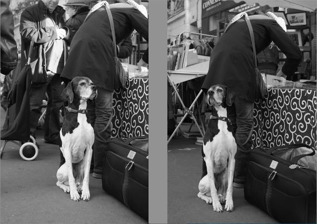 画像: 【犬】とてもチャーミングな犬を見つけて一枚目(左)。向いている方向がイマイチなのと背景がうるさくてヌケが良くないので、構図をキープしたまま背景の人がいなくなるのを期待、さらに飼い主と逆の方向を向いたところで撮ったのが二枚目。周囲の人の流れ具合と、犬の動きを観察していて、ある程度は予測できた瞬間だった。 ■フジX-Pro1 35mmF1.4 プログラムAE(マイナス0.7 露出補正) モノクロモード ISO400