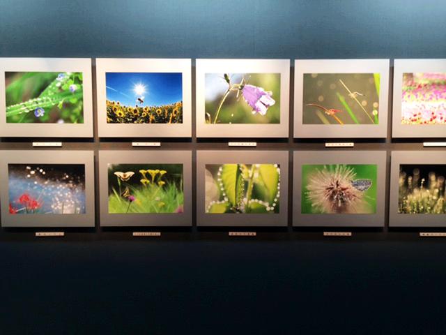 画像2: 石井孝親写真展『小さな自然との触れ合い』は、10月26日(木)~11月1日(水)まで、キヤノンギャラリー銀座で開催されます。
