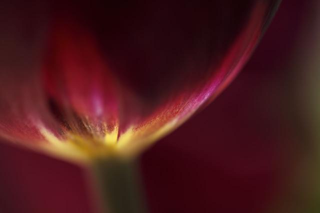 画像: ▲濃い色の花で明るい色の付け根を狙うのも技。背景も同色や暗い色でまとめるのがポイントで、付け根よりも明るい色を入れてしまうと印象が弱くなってしまうので要注意。■絞りF3.2 【共通撮影機材&データ】■キヤノンEOS 5D Mark Ⅱ 同6D EF100mmF2.8L マクロIS 絞り優先AE WB:太陽光 IS100