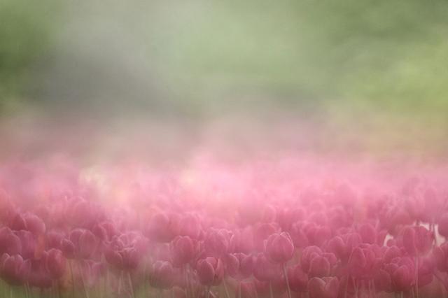 画像: ▲曇り日は花びらの反射が少なく、色を出しやすい条件。柔らかな雰囲気に仕上げるために、マニュアルフォーカスでピントをずらしたボケだけの画像を多重露光で重ね、霧の中のような雰囲気に仕上げました。 ■ケンコーミラーレンズ500mmF6.3DX 絞りF6.3 ISO400