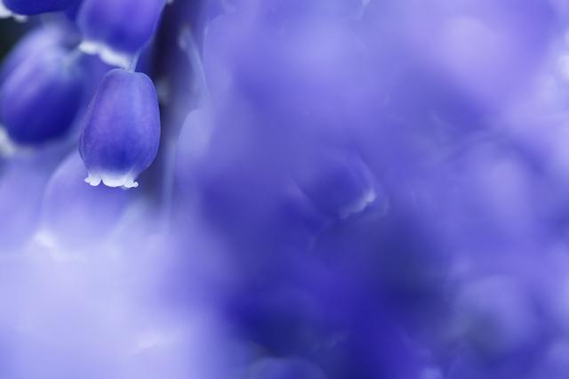 画像: ▲ムスカリの一輪だけを浮かび上がらせたかったので、花との隙間がやや空いている一見みすぼらしい花を選びました。 ■絞りF3.5