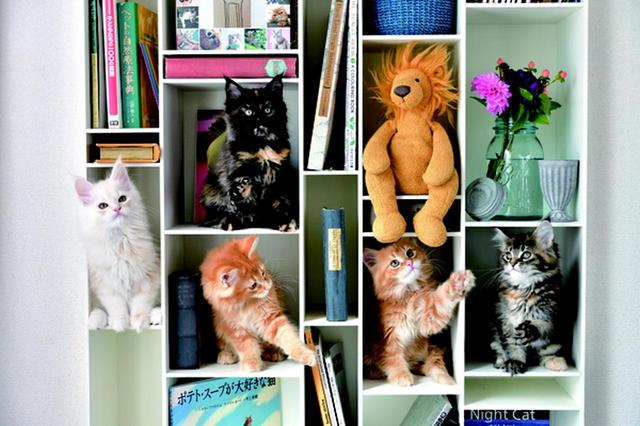 画像3: その江さん「Maine Coon -メインクーン-」