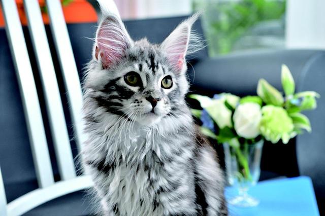 画像4: その江さん「Maine Coon -メインクーン-」