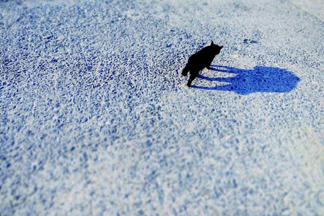 画像2: 金森玲奈さん「街猫日和」