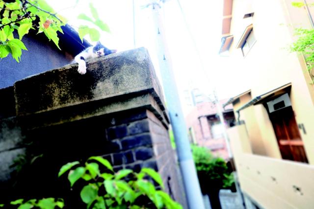 画像5: 金森玲奈さん「街猫日和」