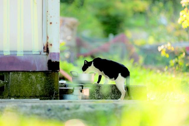 画像5: 湯沢祐介さん「島ねこ」