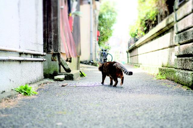 画像9: 金森玲奈さん「街猫日和」