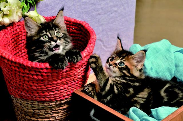 画像9: その江さん「Maine Coon -メインクーン-」