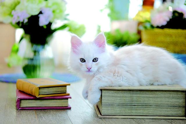 画像5: その江さん「Maine Coon -メインクーン-」