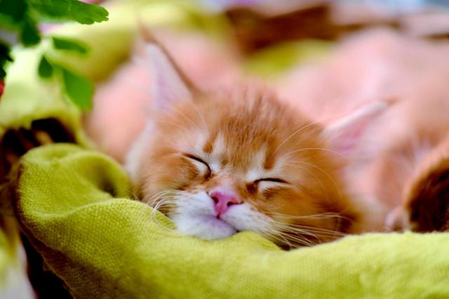 画像12: その江さん「Maine Coon -メインクーン-」