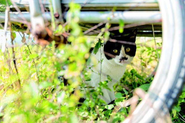 画像2: 湯沢祐介さん「島ねこ」