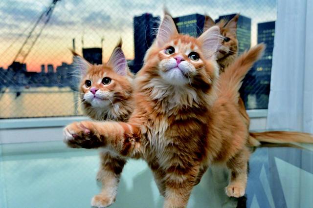 画像11: その江さん「Maine Coon -メインクーン-」