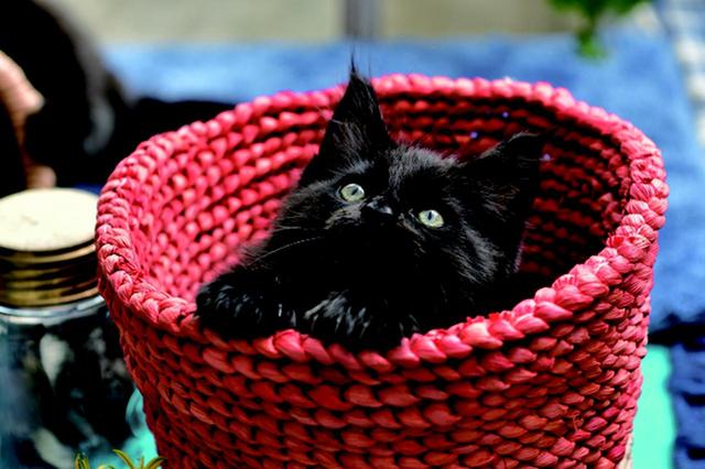 画像2: その江さん「Maine Coon -メインクーン-」