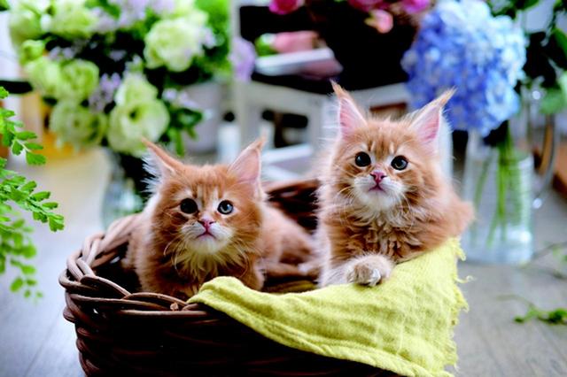 画像10: その江さん「Maine Coon -メインクーン-」