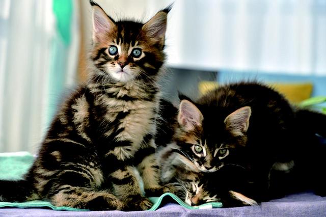 画像7: その江さん「Maine Coon -メインクーン-」