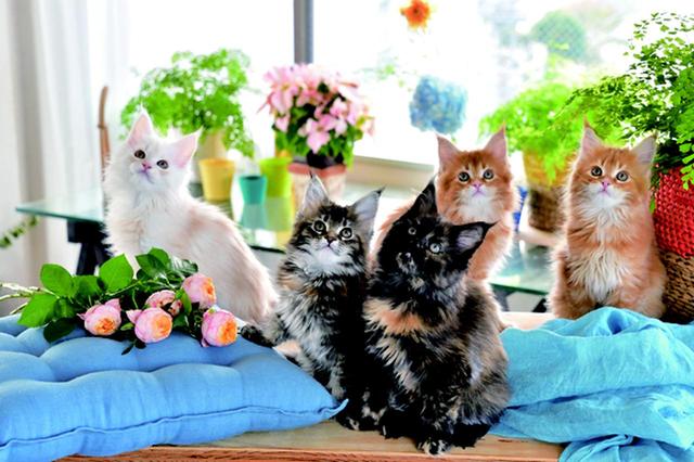 画像1: その江さん「Maine Coon -メインクーン-」