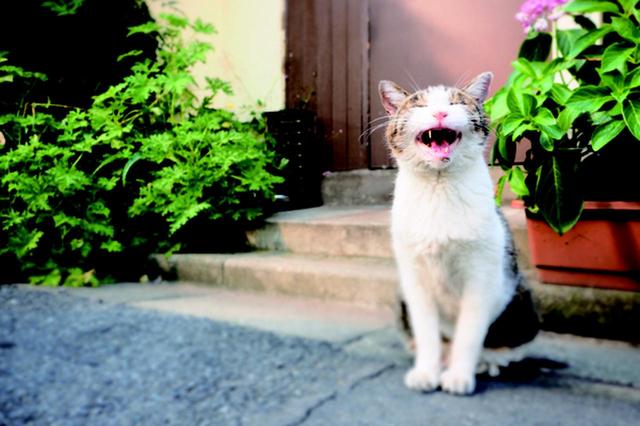 画像8: 金森玲奈さん「街猫日和」