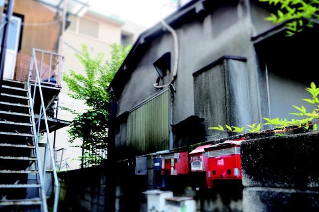 画像11: 金森玲奈さん「街猫日和」