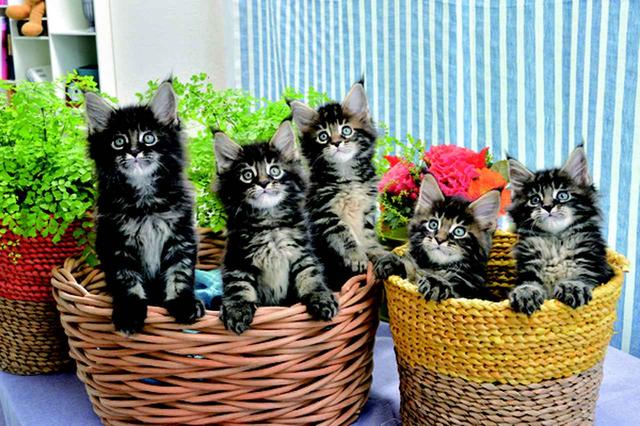 画像8: その江さん「Maine Coon -メインクーン-」