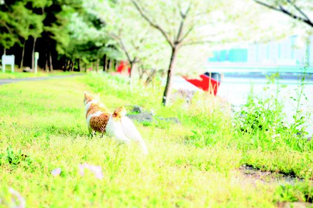 画像4: 金森玲奈さん「街猫日和」